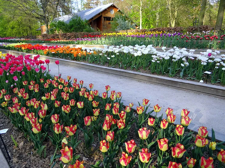 Primavera